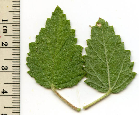  Malvastrum bicuspidatum ssp.bicuspidatum